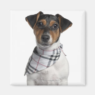 Jack-Russell-Terrierwelpe (4 Monate alte) Magnet
