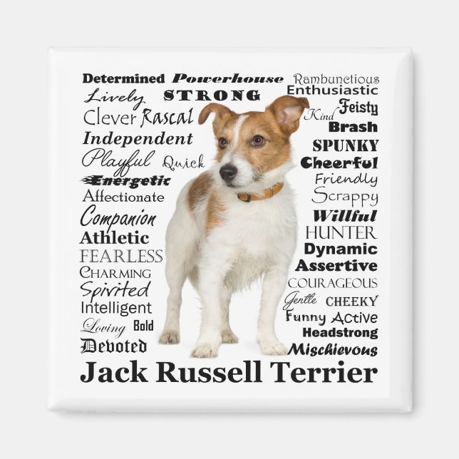 Jack Russell Traits Magnet (Vorne)