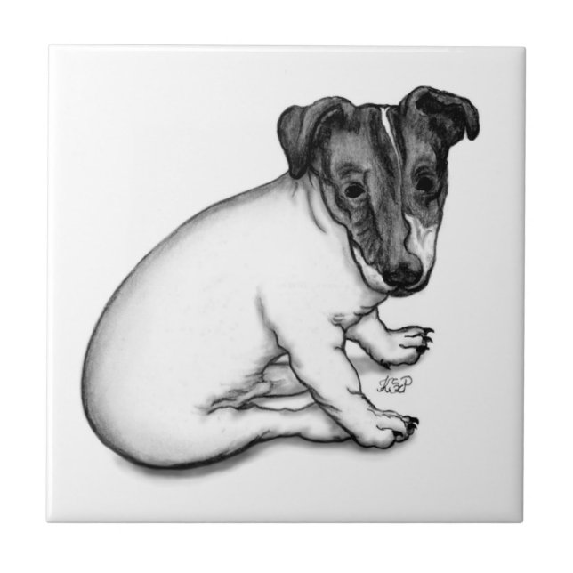 Jack Russell Welpe 10 Wochen alt Fliese (Vorderseite)