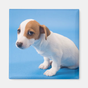 Jack-Russell-Welpe Magnet