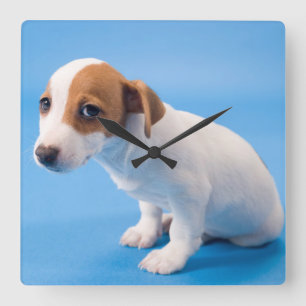 Jack-Russell-Welpe Quadratische Wanduhr