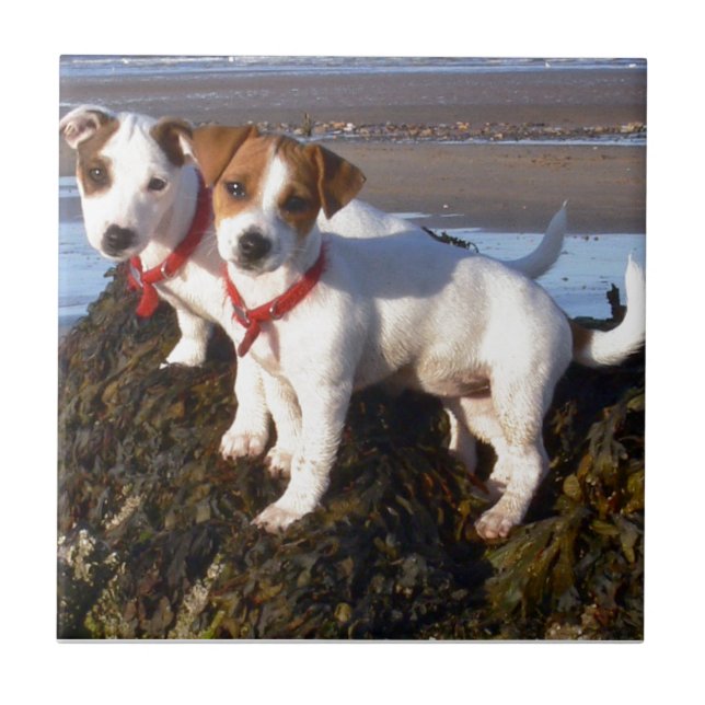 Jack-Russell-Welpen Fliese (Vorderseite)