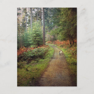 Jack Russells Spaziergang im Wald Postkarte