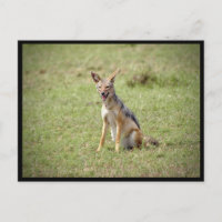 Jackal Postcard