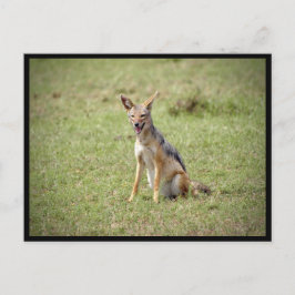 Jackal Postcard Postkarte