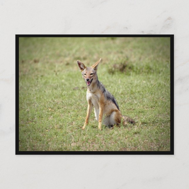 Jackal Postcard Postkarte (Vorderseite)