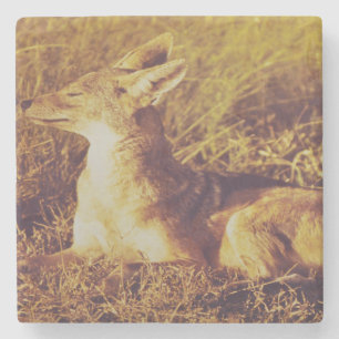 Jackal riecht nach dem Frühstück aus Safari Lodg Steinuntersetzer