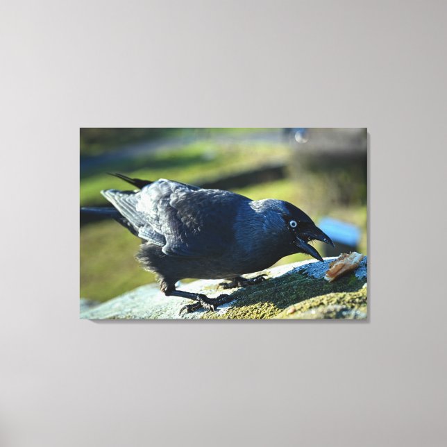 Jackdaw-Essen Leinwanddruck (Vorderseite)