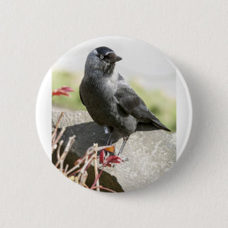 jackdaw.jpg button