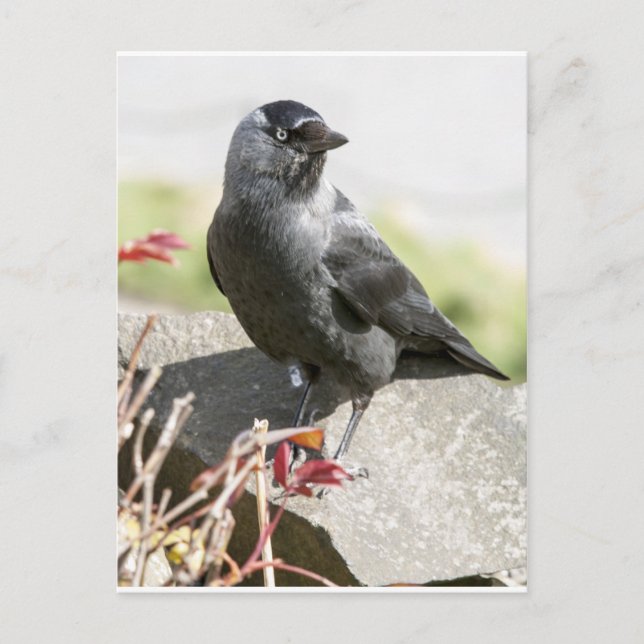 jackdaw.jpg postkarte (Vorderseite)
