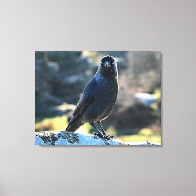 Jackdaw Leinwanddruck (Vorderseite)