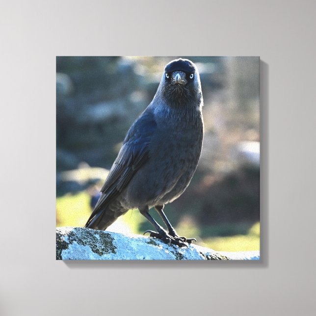 Jackdaw Leinwanddruck (Vorderseite)