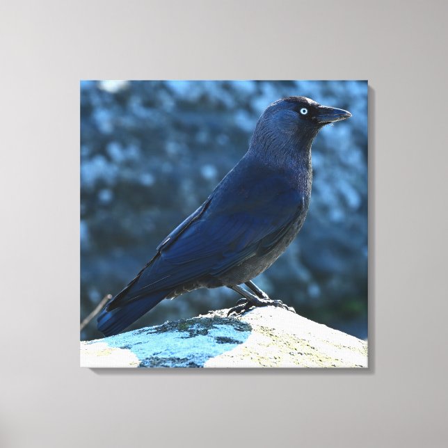 Jackdaw Leinwanddruck (Vorderseite)