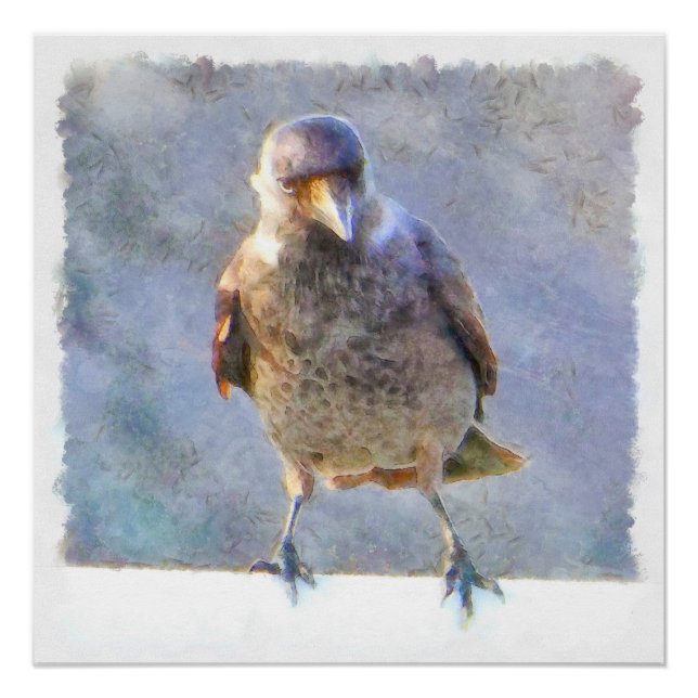 Jackdaw Watercolor Poster (Vorderseite)