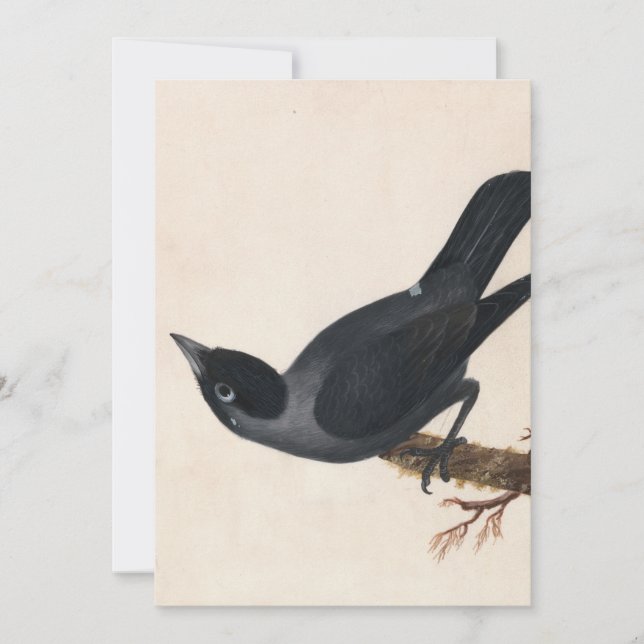 Jackdaw | William Lewin (Vorderseite)