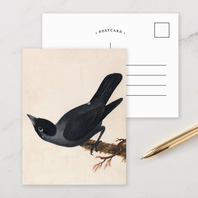 Jackdaw | William Lewin Postkarte (Von Creator hochgeladen)