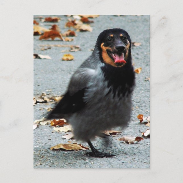 Jackdog Postkarte (Vorderseite)