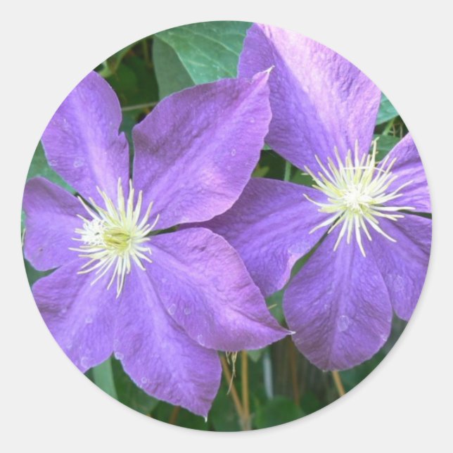 Jackmanii Clematis Runder Aufkleber (Vorderseite)