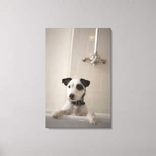 Jackrussell-Terrier Leinwanddruck