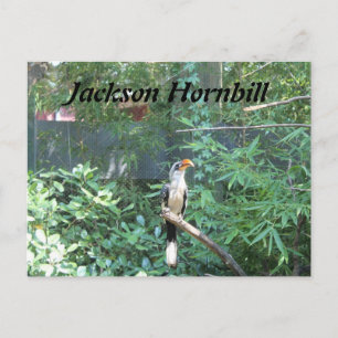 Jackson Hornbill Postkarte