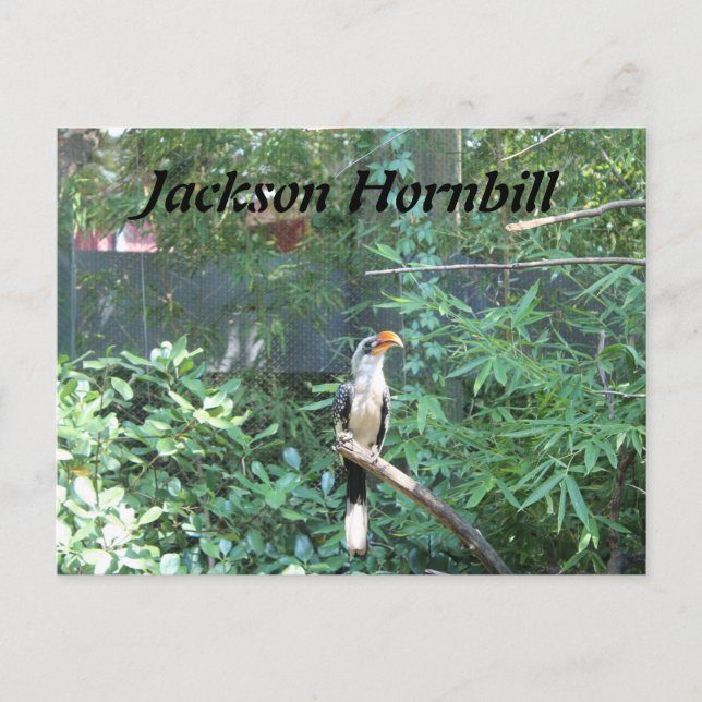 Jackson Hornbill Postkarte (Vorderseite)