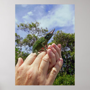 Jackson's Chameleon Poster