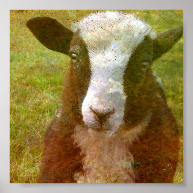 Jacob Lamb Poster (Vorne)