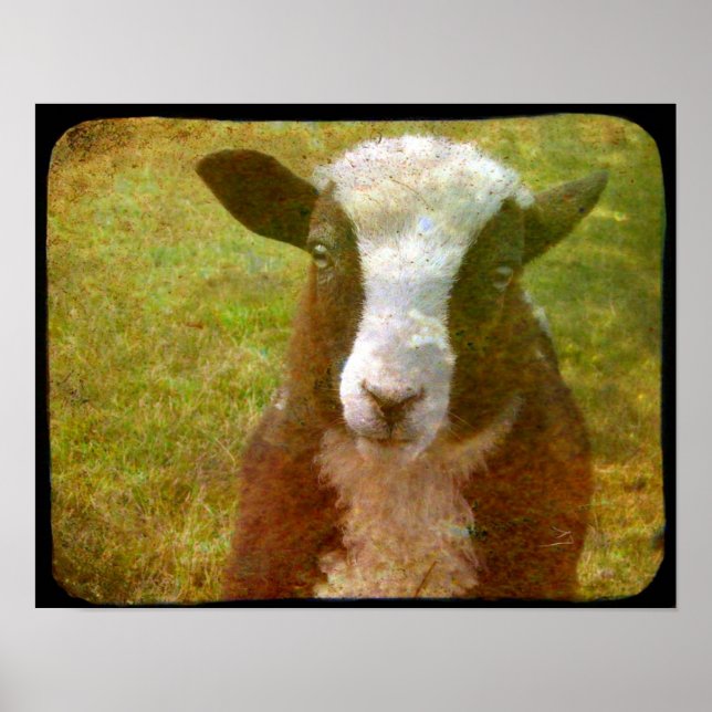 Jacob Lamb Poster (Vorne)