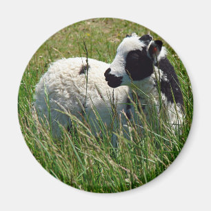 Jacob Ram Lamb Magnet
