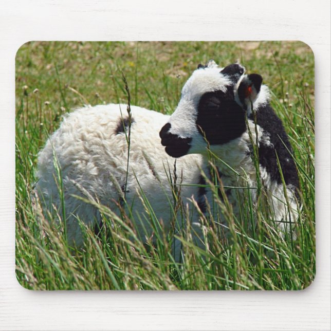 Jacob Ram Lamb Mousepad (Vorne)