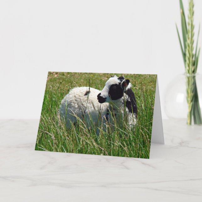 Jacob Ram Lamb Muttertag Karte (Vorderseite)