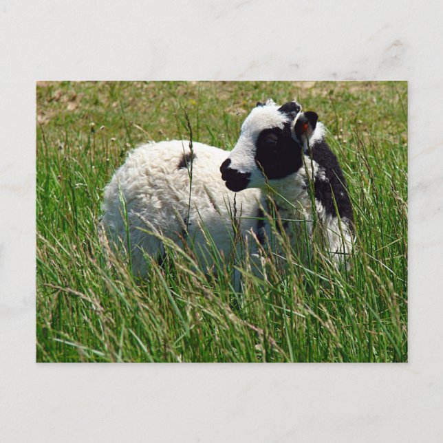 Jacob Ram Lamb Postkarte (Vorderseite)