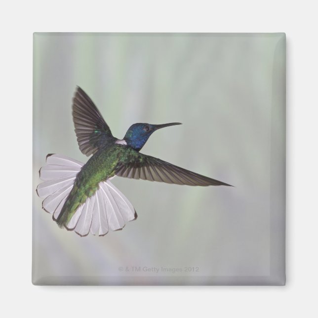 Jacobin Florisuga melivora Costa 2 Magnet (Vorne)