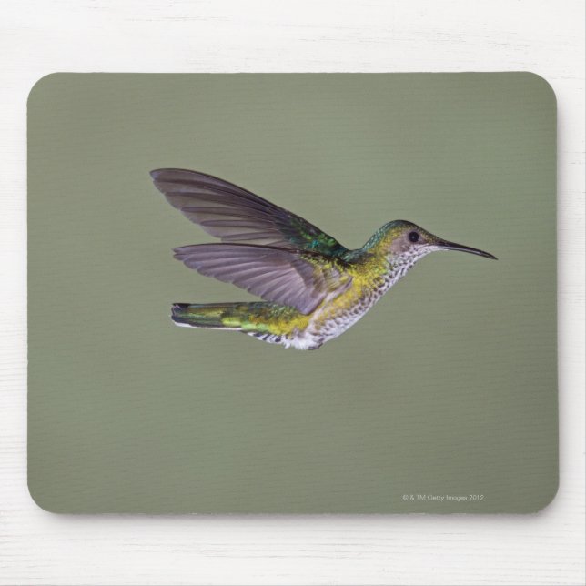 Jacobin Florisuga melivora Costa Mousepad (Vorne)