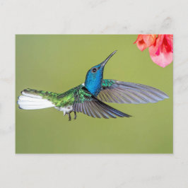 Jacobin Hummingbird im Flug Postkarte