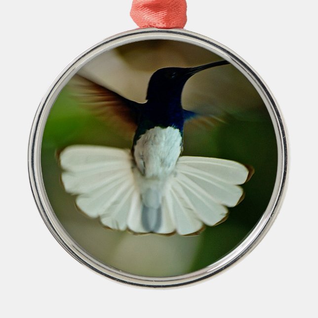 Jacobin in flight ornament aus metall (Vorne)