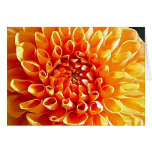 J'adore des dahlias, mon cher chouchou