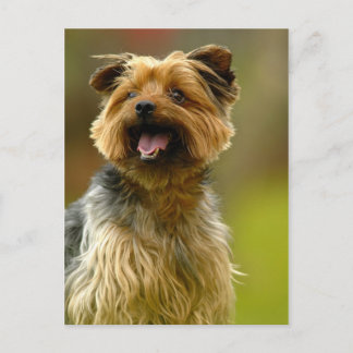J'adore les Yorkies ! Carte postale