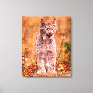 Jagd auf Rotluchs   Herbstwald Leinwanddruck