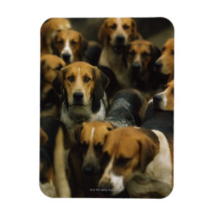 Jagd Foxhounds, Galway-Blazer, Irland Magnet