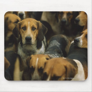 Jagd Foxhounds, Galway-Blazer, Irland Mousepad