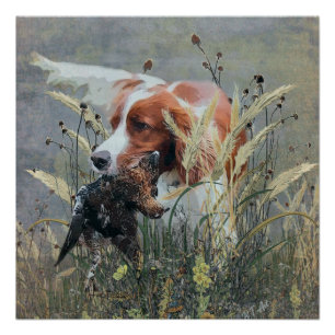 Jagd mit Epagneul Breton Poster