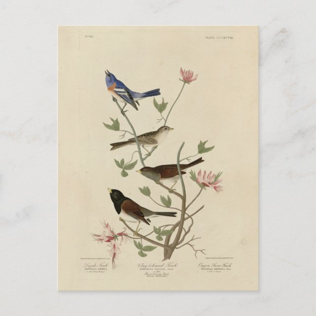 Jagd, Sparrow, Junco, (Finches) Audubons Vögel Postkarte (Vorderseite)