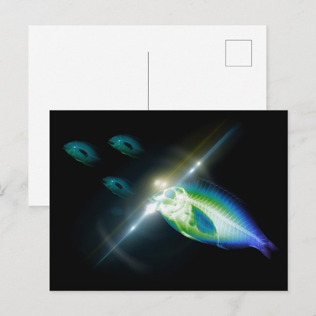 Jagdessen X-Ray Fisch 5 Postkarte (Vorne/Hinten)