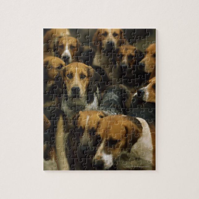 Jagdfoxhounds, Galway Blazers, Irland (Vertikal)