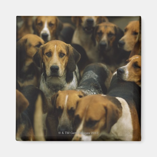 Jagdfoxhounds, Galway Blazers, Irland Magnet (Vorne)