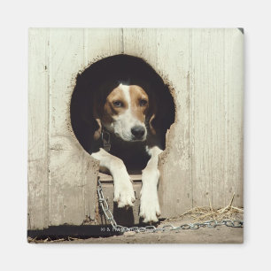 Jagdhund im Hundehaus Magnet