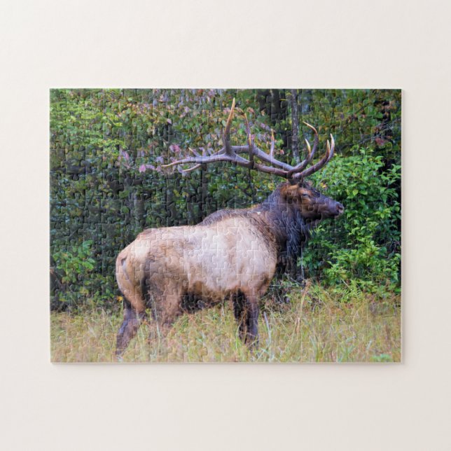 Jagdsaison - BullElch - 11 x 14 Zoll (Horizontal)