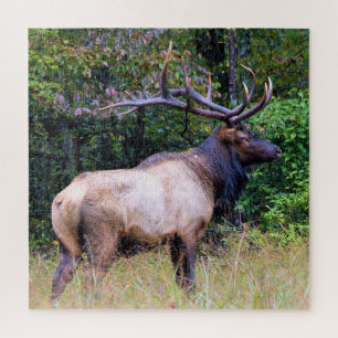 Jagdsaison - BullenElch - 20 x 20 Zoll