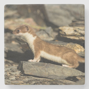 Jagdschaf Steinuntersetzer